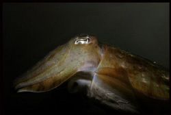 Cuttlefish off Ko Mook by Thomas Dinesen 